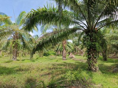 ที่ดิน 4800000 ชุมพร เมืองชุมพร ท่ายาง
